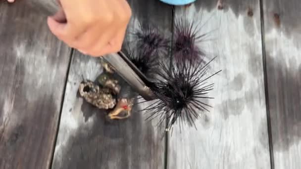 Undersea Scene Black Longspine Urchin Long Spined Urchin Diadema Setosum — Stock Video