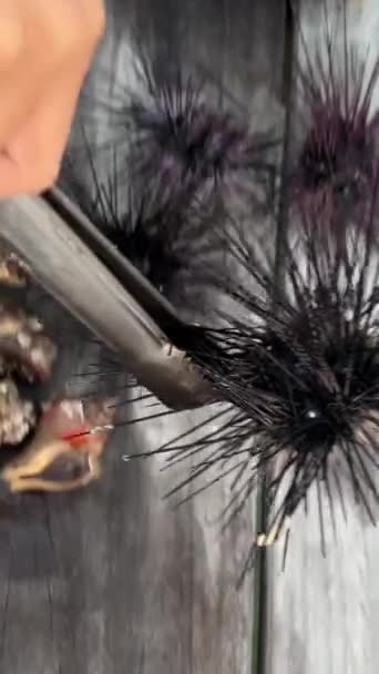 Scena Undersea Urchinul Negru Coloană Lungă Sau Urchinul Spin Lung — Videoclip de stoc