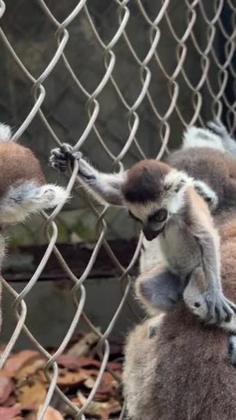 Group Lemurs Sitting Fence Zoo Observing Crowds Passing — Stock Video