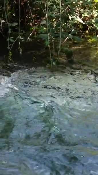 マウンテンストリーム 自然の美しい自然景観 エコ環境の中で木々の間を流れる新鮮な川 冒険の風景が散歩する ファストリバー — ストック動画