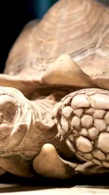 Güneşli bir günde yeşil çimlerin üzerinde duran güzel bir kabuk desenli mahmuz taşıyan Latin Centrochelys sulcata. Hayvanlar memeliler, sürüngenler, hayvanat bahçeleri..