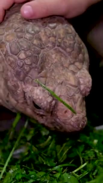 Ostronosná Želva Latinská Centrochelys Sulcata Nádherným Vzorem Lastury Stojící Zelené — Stock video