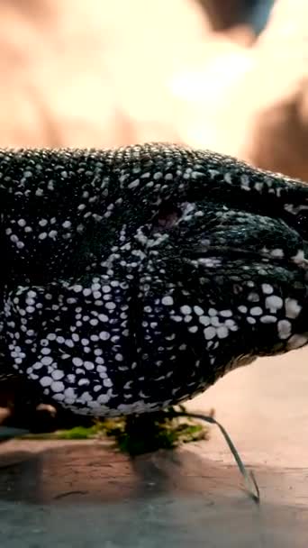 도마뱀 Tupinambis Rufescens의 클로즈업 파충류 고품질 — 비디오