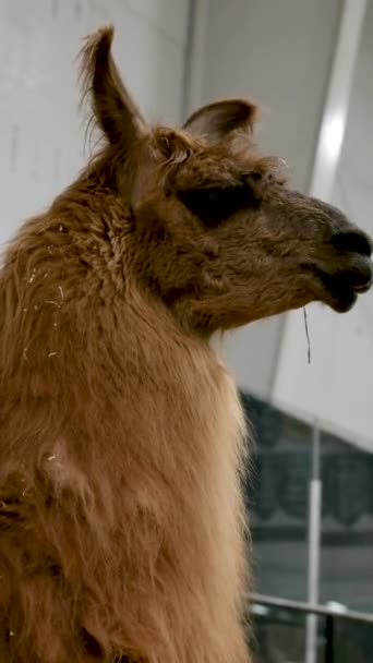 Barn Besöker Vancouver Zoo Med Föräldrar Surrey Besöket Umgås Med — Stockvideo