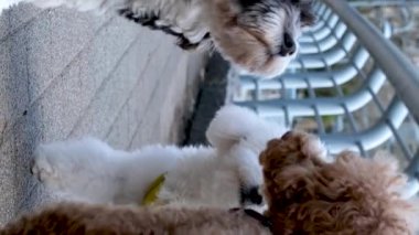 David Lam Park Yaletown ilkbaharı. İyi hava. İnsanlar evcil köpekleri ile dışarıda yürüyor.