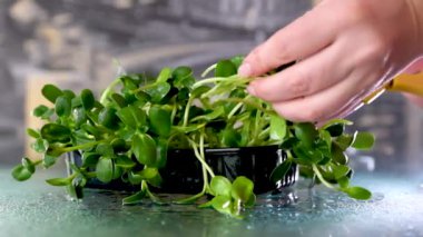 Salata için kesilmiş ayçiçeği filizleri, kadın eli hasadı, pencere kenarında yetişen, lezzetli, sağlıklı, vitamin yeşili, vejetaryenlik, faydaları.