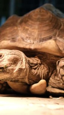 Kaplumbağa masada ilerliyor ve siyah arka planda sürünüyor. Yüksek kalite 4k görüntü