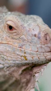 Yeşil bir iguana yanıp sönüyor ve yavaşça hareket ediyor. Yüksek kalite 4k görüntü