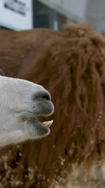 Маленьких Верблюдов Которых Любят Всему Миру Альпаки Высокое Качество — стоковое видео