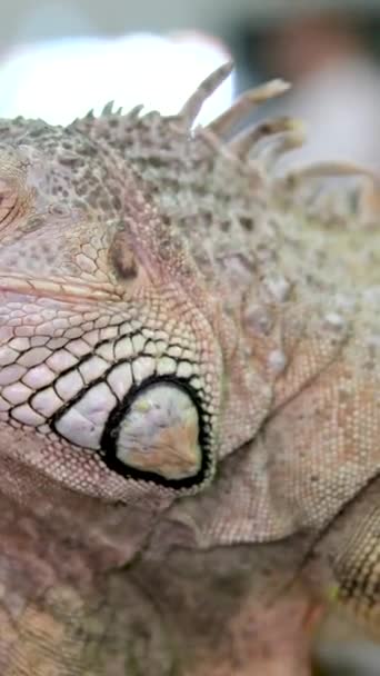 Iguana Selvatica Come Vede Nel Parque Seminario Noto Anche Come — Video Stock