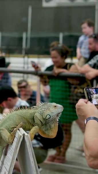 Barn Besøker Vancouver Zoo Med Foreldre Surrey Besøket Tilbringe Tid – stockvideo