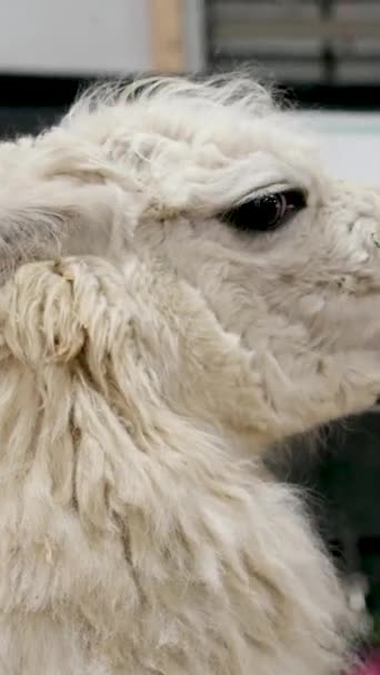 Zbliżenie Głowy Białej Lamy Lama Niewoli Zoo Wysokiej Jakości Materiał — Wideo stockowe