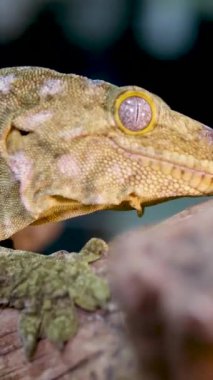 Yeni Kaledonya 'nın dev kertenkelesi Rhacodactylus Leachianus' un portresi bir dala oturmuş. Yüksek kalite 4k görüntü