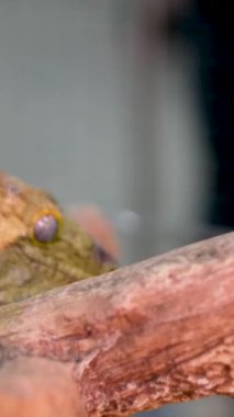 Yeni Kaledonya Devi Gecko 'nun Ağaç Dalındaki Başı' nın yakın çekimi. Yüksek kalite 4k görüntü