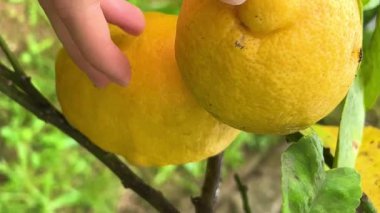 Limon toplayan ellerle ağaçtan limon toplayan. Yüksek kalite 4k görüntü