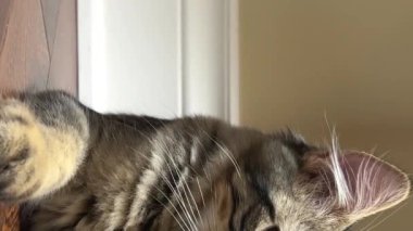 Küçük Sibirya kedisi pembe battaniyenin üzerinde yatar. Saçlarında kocaman kulakları vardır. Çok oynar ve gözlerini yorar. 