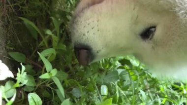 Beyaz Samoyed köpeği ilkbaharda ya da yazın yeşil çimlere gelir ve yemeye başlar. Veteriner eczanelerinde kullanılır. Uzun saçlı, yetişkin vitaminli beyaz köpek ürünleri satılır. 4k