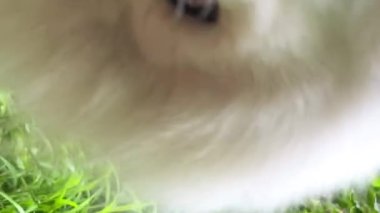 Güzel yetişkin beyaz samoed köpek çerçeve sağ tarafında duruyor Uzun dili dışarı sarkmış 