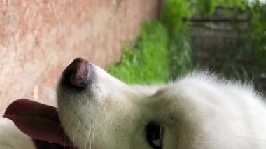 Beyaz Samoyed köpeği oturur ve ekranın sağ tarafındaki çalılara bakar. 