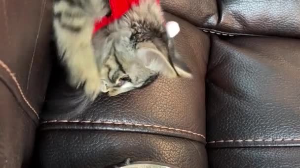 一只穿着新年服装的小猫咪来到球跟前 用它的爪子摸着球 相信它的雪片 — 图库视频影像