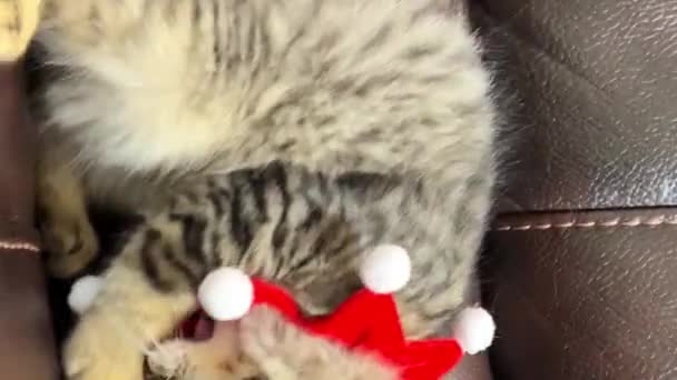 一只可爱的小猫咪正试图摘下他脖子上的绷带 他是在圣诞节或新年那天被捡走的 — 图库视频影像