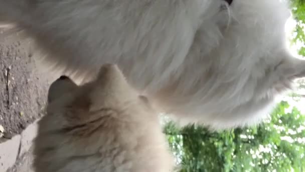 Beyaz Samoed Köpek Birbirleriyle Konuşarak Oynuyorlar Birbirleriyle Tanıştılar Onlar Arkadaş — Stok video