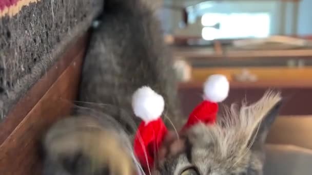 Eine Kleine Graue Katze Liegt Auf Dem Boden Und Blickt — Stockvideo