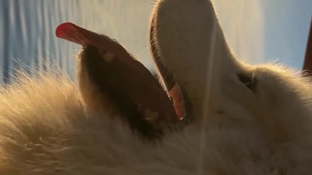 Samoyed Hondenkop Close Aan Rechterkant Van Het Scherm Tegen Achtergrond — Stockvideo