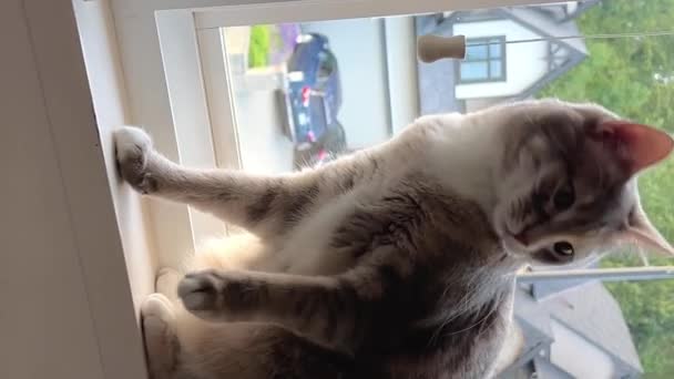 一只整洁的灰胖胖的成年猫坐着 只看了一个点 耳朵指向旁边 然后把头抬起来 高质量的4K镜头 — 图库视频影像