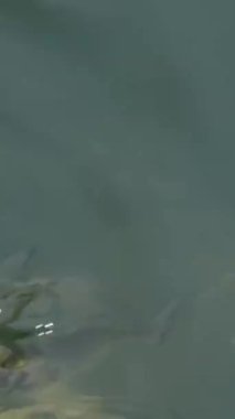 Kafeslerinde bir sürü balık kafesi olan bir balık çiftliği üzerinde hava manzarası. Balık endüstrisi
