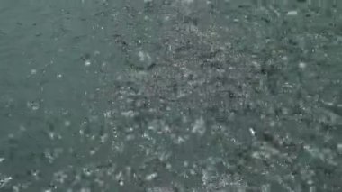 Nehir kenarında yüzen balıklar. Bekçi Balığı Besliyor. Ancak besleyici dengeli bir diyet sağlamak için balıklara çeşitli yiyecekler sunmanız zorunludur..