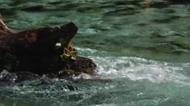 Kaflu Manyaklar Vadisi 'nde yer alan Parwati Nehri' nin yüzen suları Himachal Pradesh Hindistan.