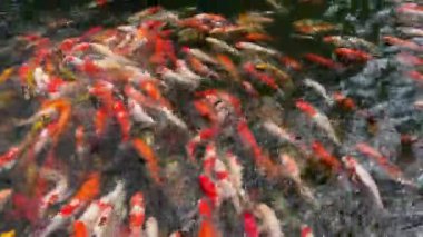 Temiz gölet suyunda yüzen çeşitli renklerde koi balıkları, siyah, kırmızı, altın, turuncu pullu Cyprinus rubrofuscus koi. beyaz