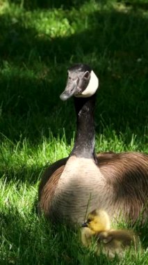 Goslings Kanada kazı, Brant Kanadalı yeşil çayırda ebeveynleri ormanlık alanda parlak gün ışığında, halkalı su kuşları ailesi doğal habitat, Frankfurt, Almanya, kuş göçü.