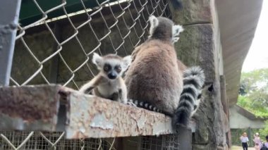 Halka kuyruklu Lemur Catta hayvanat bahçesi kafesinde oturuyor. Madagaskar lemuru vahşi bir kafeste oturuyor.