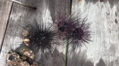 Karadeniz Urchin Arbacia lixula yavaşça kumlu zeminde sürünür. Akdeniz 'de. Yunanistan.