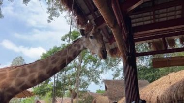 Vietnam 'daki Phu Quoc Adası' ndaki Safari Parkı. Park girişi.