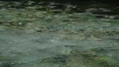 Vahşi dağ nehri taş kayaların arasından akıyor. Karpatlar 'da bol miktarda temiz dere var. Nehrin kenarına soğuk su sıçrıyor. Ulusal parktaki kayalardan küçük bir taşma. Su arkaplanı kavramı