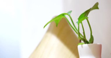 Tropik ev bitkisi Epipremnum çiçek saksısında masada. Kadın saksı yetiştiriyor. El, üzerinde bitki adı olan tabağı yerleştirir. Epipremnum saksıda masada. Bitki için toprak. Saksıda çiçek nakli 