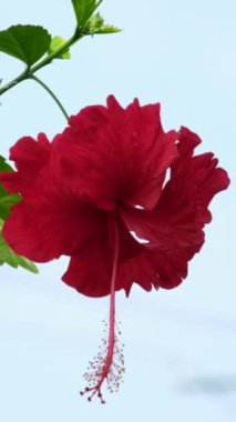 Hibiscus çiçeği açıyor, amber çiçeği açıyor. Doğadaki ağaçta hoş bir çiçek. Asya 'nın Tayland çiçekleri.