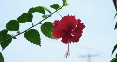 Hibiscus çiçeği açıyor, amber çiçeği açıyor. Doğadaki ağaçta hoş bir çiçek. Asya 'nın Tayland çiçekleri.