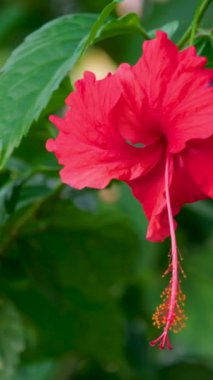 Hibiscus çiçeği açıyor, amber çiçeği açıyor. Doğadaki ağaçta hoş bir çiçek. Asya 'nın Tayland çiçekleri.