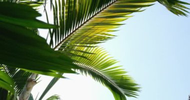 Yeşil palmiye yaprağı, kapat. Yapraklar, makro çekim, soldan sağa hareket eden kamera, beyaz arkaplanda palmiye yaprağı. Yeşillik, bitki örtüsü, versiyon. Tropik palmiye yaprağı yaprağı. Botanik ve bitki örtüsü.