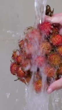 Bir lavabo dolusu canlı Rambutan 'ın üzerinde çağlayarak akan su, bu egzotik meyvelerin çamaşır yıkama sürecini gözler önüne seriyor, Rambutan meyvelerini, Wash Rambutan' ı. Suyun altında meyve yıka.