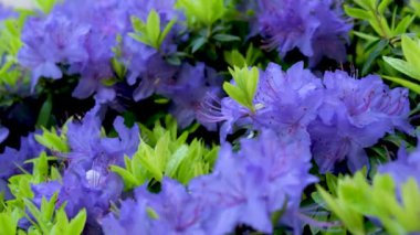 İlkbaharda mavi çiçeklerle açan şaşırtıcı, düşük büyüyen yeşil bir çalılık. Güneşli bölgelerde yetişir. Cüce rhododendron olarak sınıflandırılır. Çok küçük yapraklar Rhododendron mavi elması