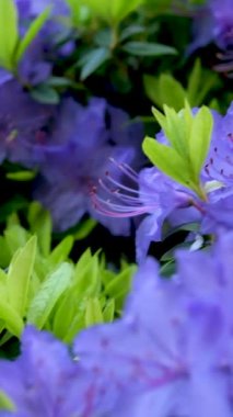 İlkbaharda mavi çiçeklerle açan şaşırtıcı, düşük büyüyen yeşil bir çalılık. Güneşli bölgelerde yetişir. Cüce rhododendron olarak sınıflandırılır. Çok küçük yapraklar Rhododendron mavi elması