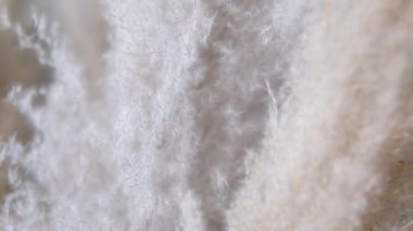 Donmuş gölde rüzgarda savrulan otlar. Doğal arka plan. Soğuk hava ve karamsar atmosfer. Kurutulmuş sazlık otu