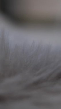 Gri kürk halı. Tatlı pembe kürk ya da kadın saçı, pembe gül rengi, güzel, açık pembe, sahte kürk.. 