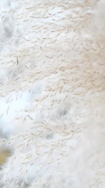 Kurutulmuş sazlık çimen dekoru. Törenin düğün dekoru.