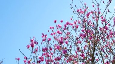 Çiçekli manolya. Manolya çiçeği ve çiçek. Güzel bir bahar sezonu. Çiçek kokusu. Çiçekli bahar doğası. Pembe manolya çiçeği. Bahar doğası. Magnolia ağacı çiçek açıyor.